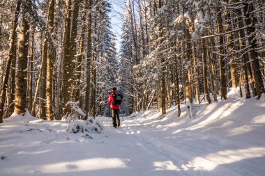 karlı kış ormanda yürüyüş sırt çantası olan bir uzun yürüyüşe çıkan kimse erkek