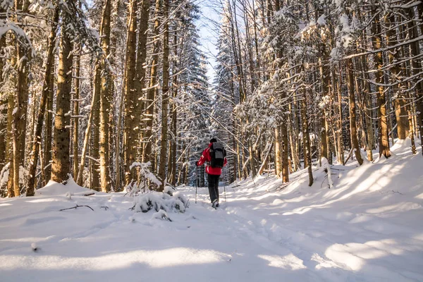 karlı kış ormanda yürüyüş sırt çantası olan bir uzun yürüyüşe çıkan kimse erkek