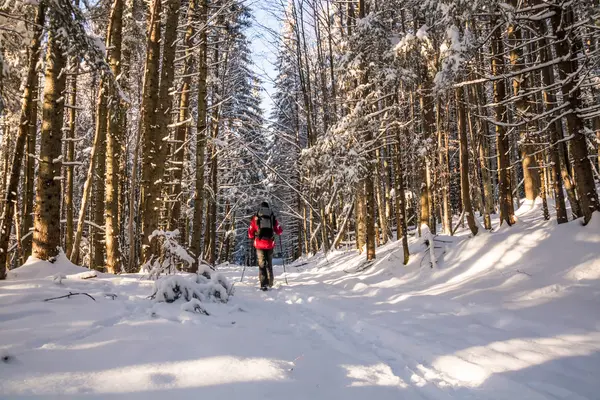 karlı kış ormanda yürüyüş sırt çantası olan bir uzun yürüyüşe çıkan kimse erkek