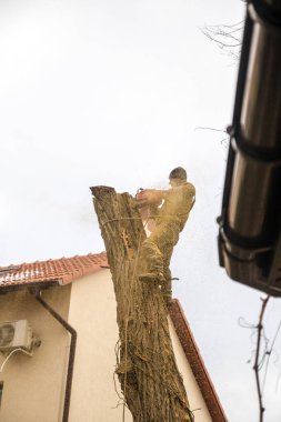Oduncu bir testere ve ağaca tırmanma ve bir ağaç gövdesi kesme askıları ile. 14/12/18 Odessa