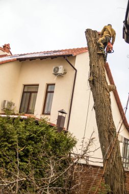 Oduncu bir testere ve ağaca tırmanma ve bir ağaç gövdesi kesme askıları ile. 14/12/18 Odessa