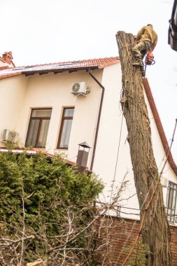 Oduncu bir testere ve ağaca tırmanma ve bir ağaç gövdesi kesme askıları ile. 14/12/18 Odessa