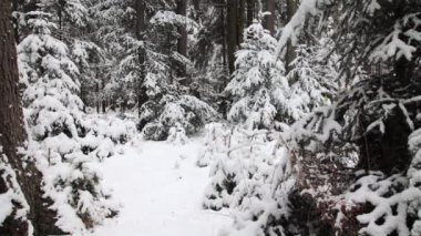 sırt çantasında karlı kış orman ile yürüme uzun yürüyüşe çıkan kimse erkek