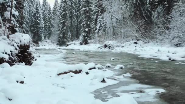 Zugefrorener Gebirgsfluss Fichtenwald — Stockvideo
