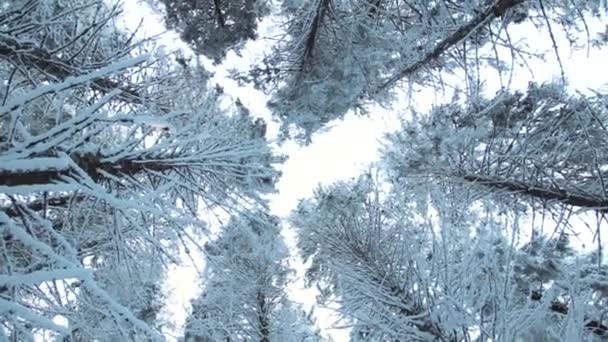 Copas Abeto Cubiertas Nieve Bosque Invierno — Vídeos de Stock