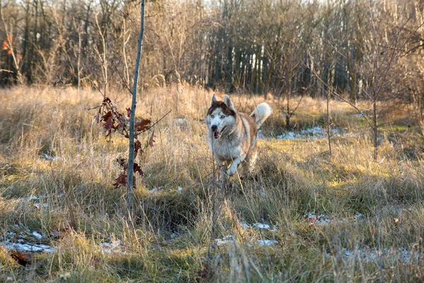 Pies Husky Niebieskimi Oczami Uruchomiona Winter Park — Zdjęcie stockowe