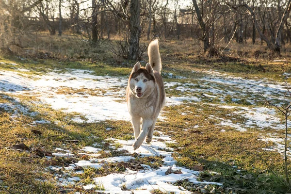 Cão Husky Com Olhos Azuis Correndo Parque Inverno — Fotografia de Stock