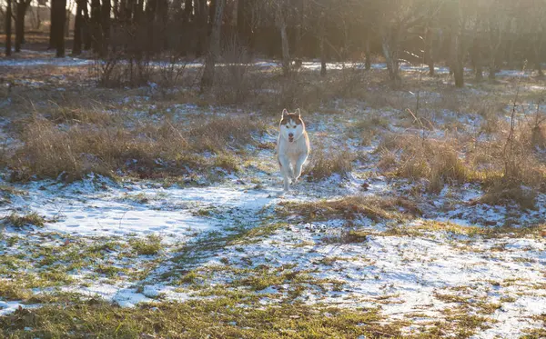 Собака Хаски Голубыми Глазами Бегает Зимнему Парку — стоковое фото