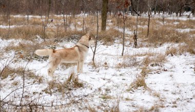 karlı kış parkta oynarken mavi gözlü Husky köpek