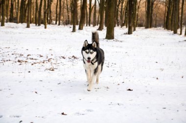 kış parkı çalışan farklı renk gözleri ile husky köpek