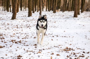 kış parkı çalışan farklı renk gözleri ile husky köpek