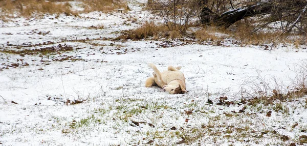 Cão Husky Com Olhos Azuis Brincando Parque Inverno Nevado — Fotografia de Stock