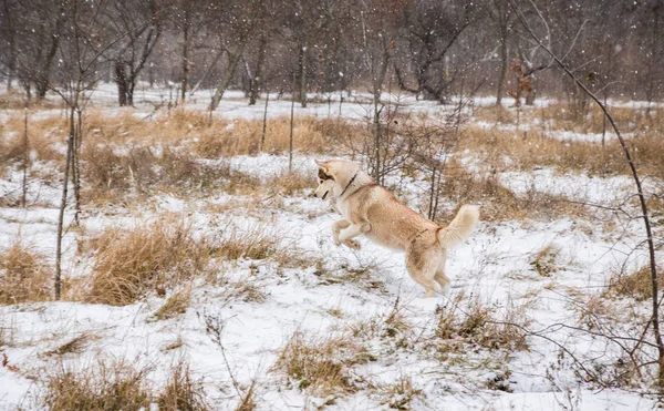 Husky Dog Blue Eyes Playing Snowy Winter Park — стоковое фото