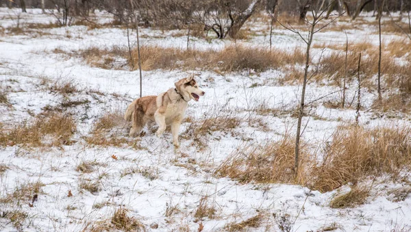 Cão Husky Com Olhos Azuis Brincando Parque Inverno Nevado — Fotografia de Stock