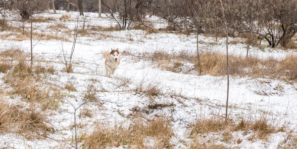 Husky Hond Met Blauwe Ogen Spelen Het Besneeuwde Winter Park — Stockfoto