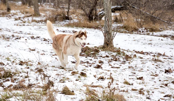 Cão Husky Com Olhos Azuis Brincando Parque Inverno Nevado — Fotografia de Stock