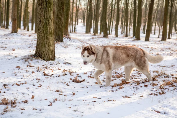 Cão Husky Com Olhos Azuis Brincando Parque Inverno Nevado — Fotografia de Stock