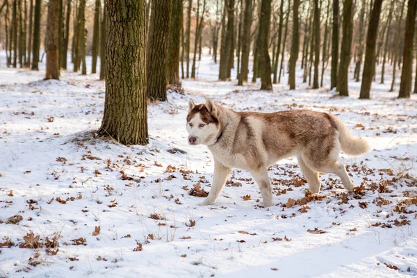 Cão Husky Com Olhos Azuis Brincando Parque Inverno Nevado — Fotografia de Stock