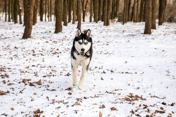 冬の公園で走っている異なる色の目を持つハスキー犬 — ストック写真