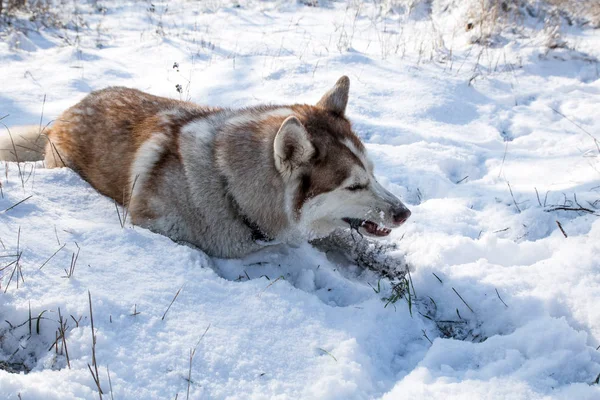 哈士奇狗狩猎和吃老鼠在雪的冬季公园 — 图库照片