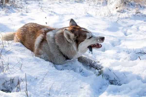 Охота Собак Породы Хаски Поедание Мышей Снежном Зимнем Парке — стоковое фото