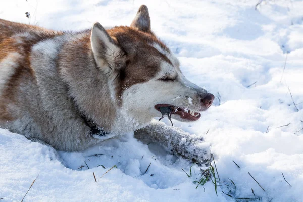 ハスキー犬の狩猟と雪に覆われた冬の公園でマウスを食べる — ストック写真