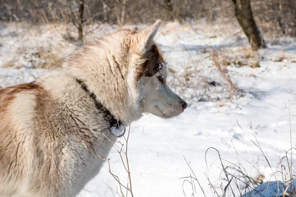 Caça Cão Husky Comer Rato Parque Inverno Nevado — Fotografia de Stock