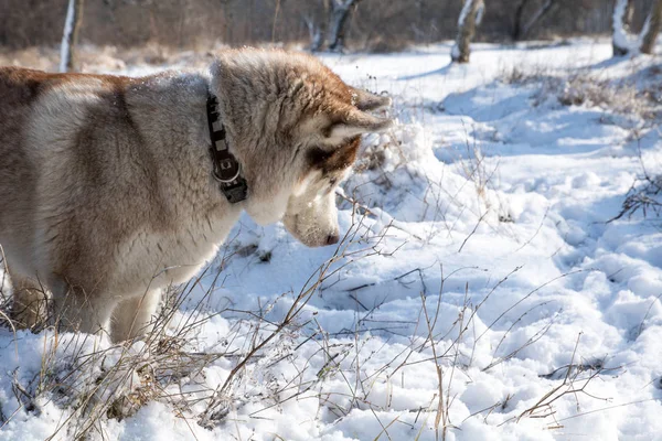 Caça Cão Husky Comer Rato Parque Inverno Nevado — Fotografia de Stock