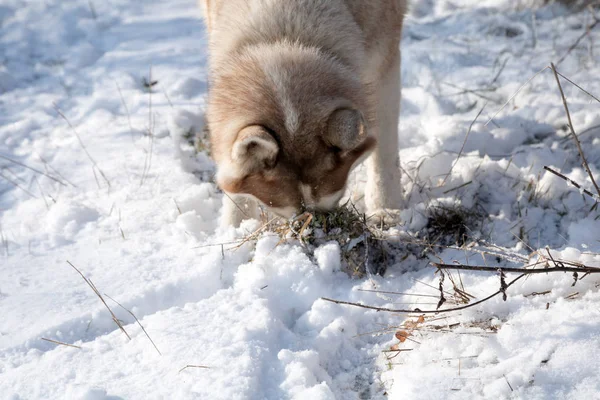Охота Собак Породы Хаски Поедание Мышей Снежном Зимнем Парке — стоковое фото