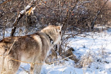karlı kış parkta mavi gözlü Husky köpek