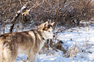 karlı kış parkta mavi gözlü Husky köpek