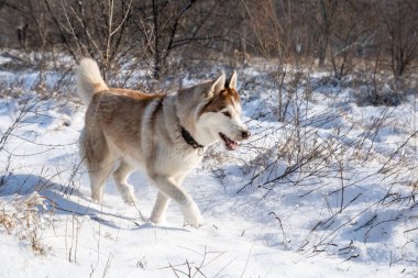 karlı kış parkta mavi gözlü Husky köpek