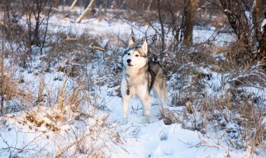 kar kış Parkta oynayan husky köpek
