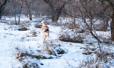 karlı kış Parkta oynayan husky köpek