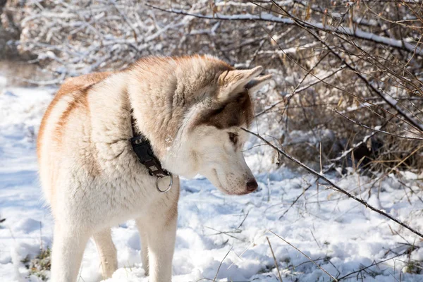 Cão Husky Com Olhos Azuis Parque Inverno Nevado — Fotografia de Stock