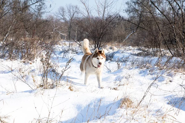 Husky Hond Met Blauwe Ogen Het Besneeuwde Winter Park — Stockfoto