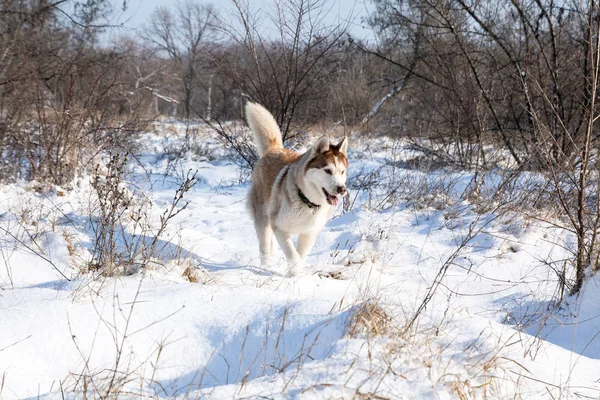 Cão Husky Com Olhos Azuis Parque Inverno Nevado — Fotografia de Stock