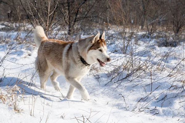 雪に覆われた冬の公園で青い目のハスキー犬 — ストック写真