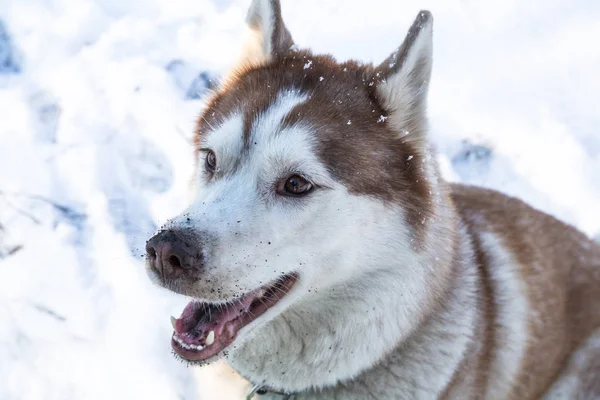 Cão Husky Com Olhos Azuis Parque Inverno Nevado — Fotografia de Stock