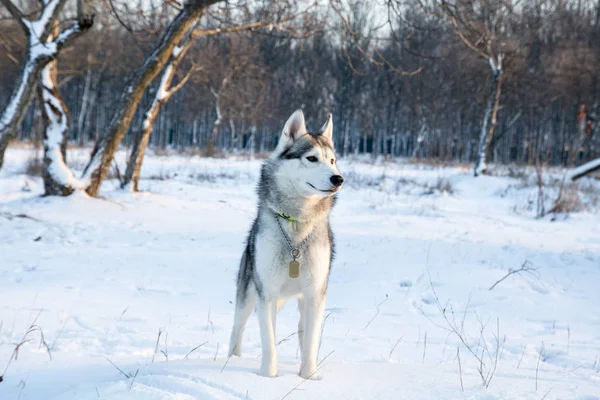 Cão Husky Jogando Parque Inverno Neve — Fotografia de Stock