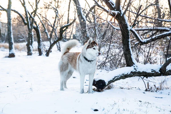 Cão Husky Jogando Parque Inverno Neve — Fotografia de Stock