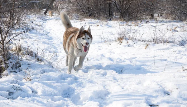ハスキー犬が雪に覆われた冬の公園で遊んで — ストック写真