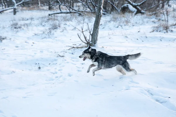 dirty husky dog with different color eyes running in the winter park