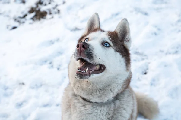 Собака Хаски Голубыми Глазами Заснеженном Зимнем Парке Крупным Планом — стоковое фото