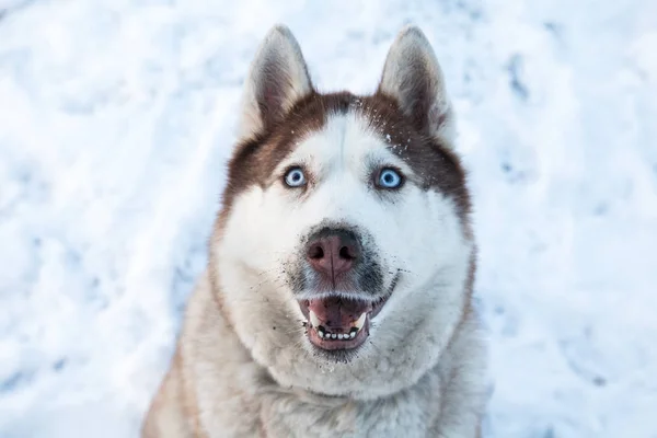 Pies Husky Niebieskimi Oczami Parku Snowy Zimowych Bliska — Zdjęcie stockowe
