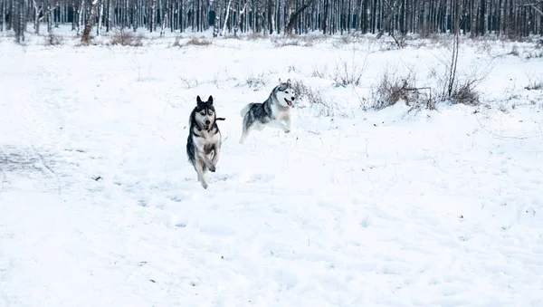 Cão Husky Sujo Com Diferentes Olhos Cor Correndo Parque Inverno — Fotografia de Stock