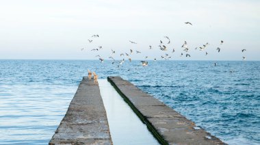 sahil üzerinde iskelede iki Husky köpekler martılar için avcılık ve balık arıyor