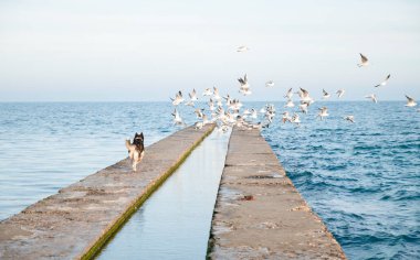 sahil üzerinde iskele üzerinde Husky köpek martılar için çalışan