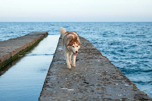 Twee husky honden op de Pier op het strand op jacht naar meeuwen en op zoek naar vis — Stockfoto