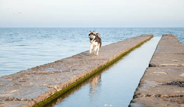 Husky pies na molo na plaży biegną do mewy — Zdjęcie stockowe